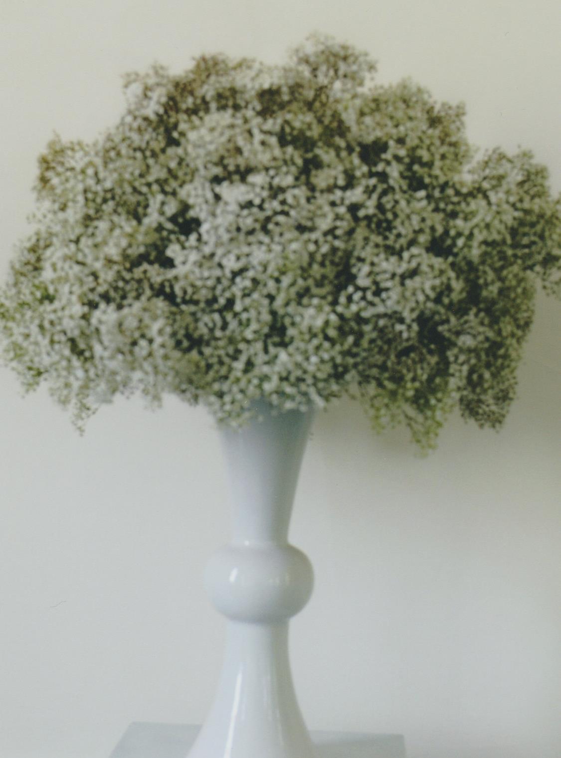 babies breath 001.jpg